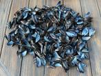 Mossel schelpen, Ophalen of Verzenden, Gebruikt
