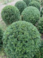 Taxus bollen leverbaar tot 200 cm. Prijs vanaf euro 35,-., Ophalen, Taxus, Minder dan 100 cm
