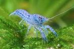 Cambarellus diminutus - Minidwerg kreeft - Koidream Valburg, Dieren en Toebehoren, Vissen | Aquariumvissen, Kreeft, Krab of Garnaal