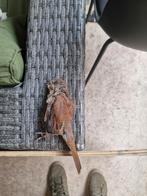 Voor taxidermie vrouw grauwe klauwier, Vrouwelijk, Wildzangvogel, Geringd