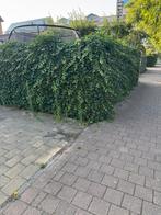 Vaste tuinman gezocht voor onderhoud diverse adressen, Diensten en Vakmensen, Tuinmannen en Stratenmakers, Tuinonderhoud of Snoeiwerk