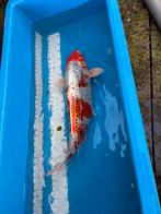 65 cm koi, Dieren en Toebehoren, Vissen | Vijvervissen, Karper of Koi
