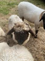 Kruising wallischer schwarznase, Dieren en Toebehoren, Mannelijk, Schaap, 0 tot 2 jaar