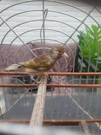 bastaard parva putter x jaspis man, Dieren en Toebehoren, Vogels | Overige Vogels, Mannelijk, Wildzangvogel, Geringd