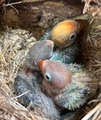 Baby agapornis fischeri dwergpapegaai nestje (g), Geslacht onbekend, Dwergpapegaai of Agapornis