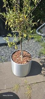 Chromen plantenpot, Tuin en Terras, Bloempotten, Ophalen, Rond, Minder dan 25 cm