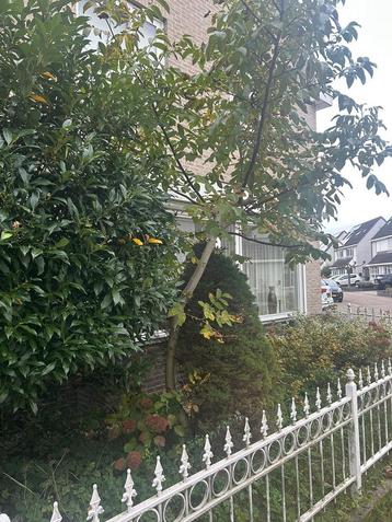 Gratis bomen beschikbaar voor biedingen