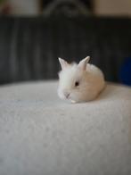 1 lieve jonge Vrouwje Fluffy dwergkonijntje, Dieren en Toebehoren, Konijnen, Meerdere dieren, Dwerg