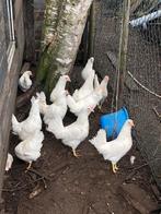 Witte leghorn leghennen 21 week jong, Dieren en Toebehoren, Pluimvee, Vrouwelijk, Kip