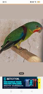 Gezocht Swift parkiet pop, Dieren en Toebehoren, Vrouwelijk, Parkiet