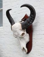 Grote zware schedel AUSTRALISCHE WATERBUFFEL op schild, Ophalen, Gebruikt, Wild dier, Schedel