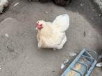 Cochin kriel hen, Dieren en Toebehoren, Pluimvee, Vrouwelijk, Kip