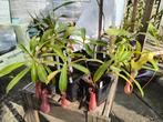 Nepenthes bekerplant vleeseter, Huis en Inrichting, Kamerplanten, Ophalen of Verzenden, Overige soorten, Volle zon, Minder dan 100 cm