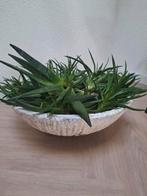 Grote vetplanten te koop!, Ophalen, Halfschaduw, Minder dan 100 cm