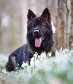 Oudduitse Herder reu ter dekking., Dieren en Toebehoren, Honden | Dekreuen, Rabiës (hondsdolheid), 1 tot 2 jaar, Reu, Nederland