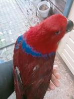 Prachtige tamme edel papagaai pop, Dieren en Toebehoren, Vogels | Parkieten en Papegaaien, Vrouwelijk, Papegaai, Pratend