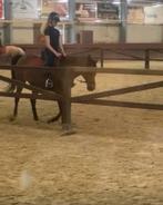 Lieve Betrouwbare verzorger aangeboden!, Dieren en Toebehoren, Ophalen of Verzenden, Nieuw