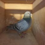 POSTDUIVEN PRACHT DUIVIN* EIERKAMP X V.D STOUWE & DOUNA, Dieren en Toebehoren, Vogels | Duiven, Vrouwelijk, Postduif