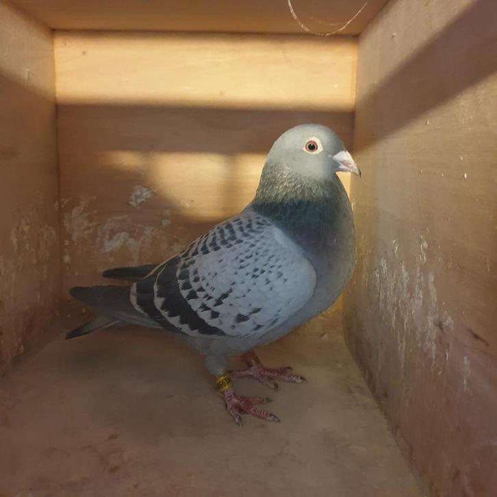 POSTDUIVEN PRACHT DUIVIN* EIERKAMP X V.D STOUWE & DOUNA, Dieren en Toebehoren, Vogels | Duiven, Postduif, Vrouwelijk