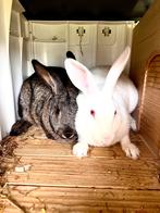 2 lieve konijnen aangeboden, Vrouwelijk
