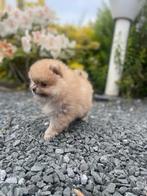 Pomeraniaan pup pomeriaan, Dieren en Toebehoren, Particulier, Rabiës (hondsdolheid), Teef, 8 tot 15 weken