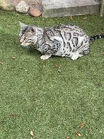 Twee prachtige Bengaal dekkaters met sterke stamboom., 0 tot 2 jaar