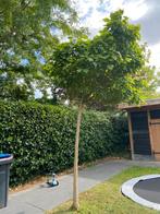 1x volgroeid Catalpa (eerste foto ) 3+ meter., Tuin en Terras, Ophalen, Volle zon, Overige soorten