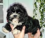 Shih Tzu puppys 9/11 geboren stamboom UCI + DNA‼️Nog 1 reu‼️, Dieren en Toebehoren, Honden | Chihuahua's en Gezelschapshonden