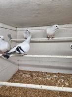 5 damacener syrisch, Meerdere dieren, Overige soorten