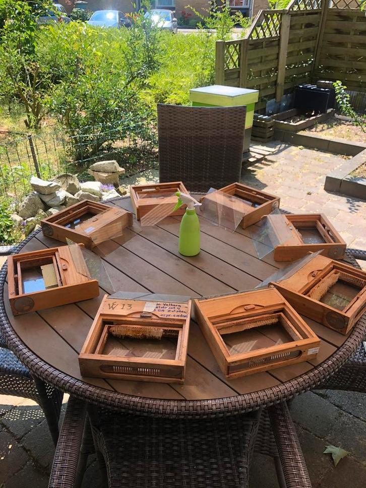 Carnica F1 zesramers met koningin 2025, Dieren en Toebehoren, Insecten en Spinnen, Bijen