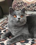 Britse korthaar poes zoekt een liefdevol nieuw thuis, Poes