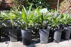 Trachycarpus Fortunei winterharde palm, Lente, Minder dan 100 cm, Palmboom, Ophalen
