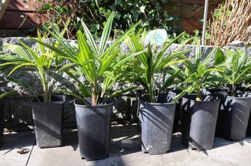 Trachycarpus Fortunei winterharde palm  beschikbaar voor biedingen