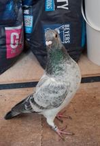 Postduif schimmel doffer, Mannelijk, Postduif