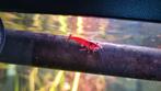 Red fire vuurgarnalen ca 30 stuks, Dieren en Toebehoren, Vissen | Aquariumvissen, Kreeft, Krab of Garnaal