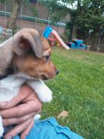 Jackrussel pups zoeken mooi huisje, Dieren en Toebehoren, Honden | Jack Russells en Terriërs, Jack Russell Terriër, Reu, 8 tot 15 weken