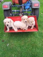 Super lieve labrador pups te koop!, Dieren en Toebehoren, Honden | Retrievers, Spaniëls en Waterhonden, 8 tot 15 weken, Labrador retriever