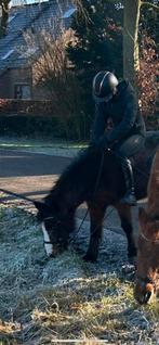 Verzorgster aangeboden/ verzorgpony gezocht, Ophalen of Verzenden, Zo goed als nieuw