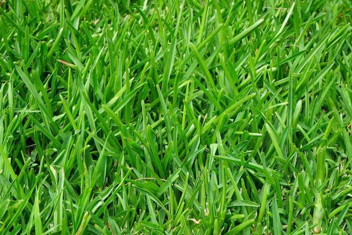 Tuinman aangeboden regio Neder Betuwe, Tuin en Terras, Gras en Kunstgras, Zo goed als nieuw, 20 m² of meer, Ophalen of Verzenden