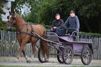 paardenkoets, Dieren en Toebehoren, Rijtuigen en Koetsen, Overige typen, Zo goed als nieuw, Paard