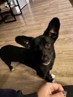 Raven klein teefje 11 maanden, Dieren en Toebehoren, Honden | Niet-rashonden, Particulier, Rabiës (hondsdolheid), 15 weken tot 1 jaar