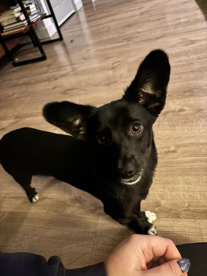 Raven klein teefje 11 maanden, Dieren en Toebehoren, Honden | Niet-rashonden, Klein, Teef, Particulier, Eén hond, Buitenland, 15 weken tot 1 jaar