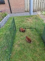 Rex Castor, Dieren en Toebehoren, Vrouwelijk, Overige soorten