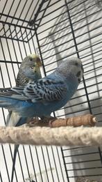 twee liefdesvogels (Agapornis), Dieren en Toebehoren, Vogels | Parkieten en Papegaaien, Vrouwelijk, Parkiet
