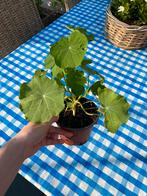Oost-Indische Kers plantje / OI-Kers Moestuin plant, Ophalen, Volle zon, Groenteplanten, Eenjarig