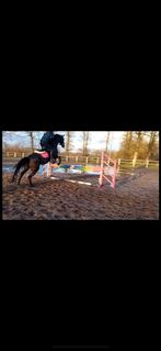 Bijrijd pony/paard gezocht, Ophalen of Verzenden, Zo goed als nieuw