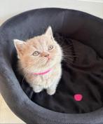 🐾100% Britse korthaar kittens🐾, Meerdere dieren, Ontwormd, 0 tot 2 jaar