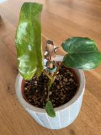 Philodendron Paraiso Verde, Ophalen of Verzenden, Overige soorten, Minder dan 100 cm