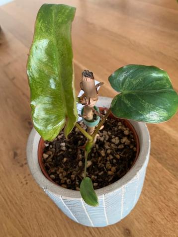 Philodendron Paraiso Verde beschikbaar voor biedingen