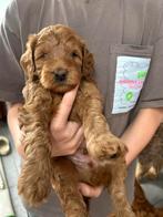 Australian labradoodle small, Rabiës (hondsdolheid), 8 tot 15 weken, Meerdere, Meerdere dieren